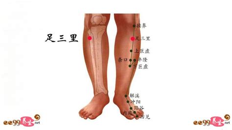 足山里 穴位|人体大穴：足三里位置与作用和功效